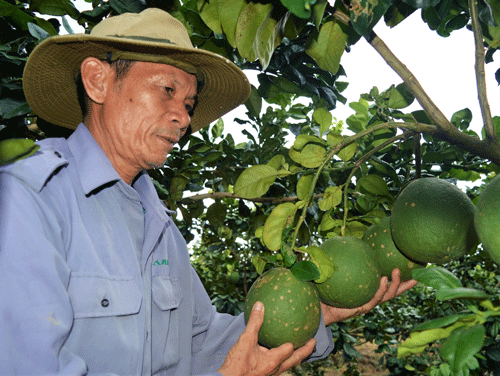 Bưởi tết khan hàng, giá tăng cao