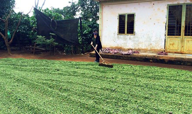 Sợ trộm, người trồng phải hái cà phê xanh