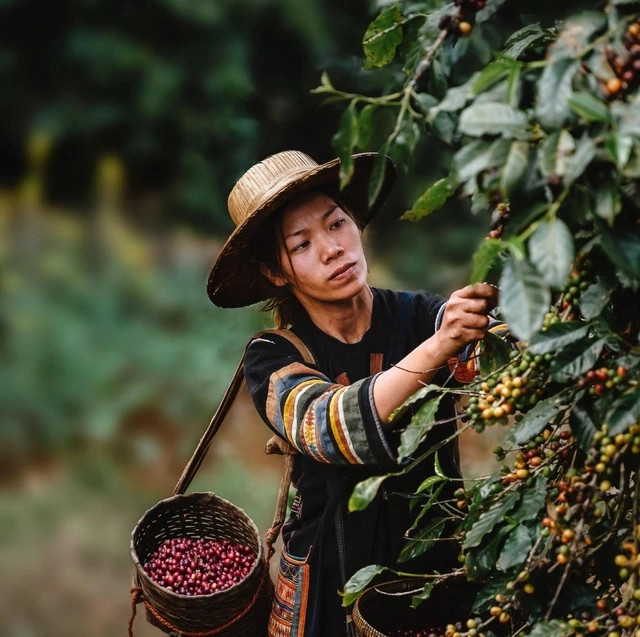 Những điểm nghẽn nào cần tháo gỡ để Tây Nguyên bứt phá?