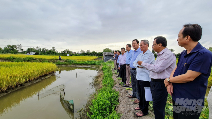 Nhân rộng giống lúa ST24, ST25 trên đất nuôi tôm tại Bạc Liêu