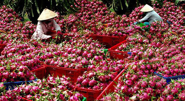 Thúc đẩy sản xuất, lưu thông, tiêu thụ và xuất khẩu nông sản trong bối cảnh dịch bệnh Covid-19