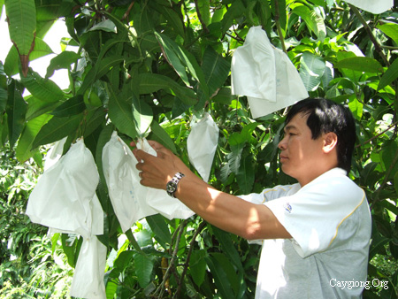 Nói Về Kỹ Thuật Bao Trái Xoài