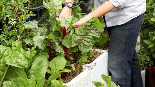 Cách trồng rau sạch trong thùng xốp cực tiện dụng