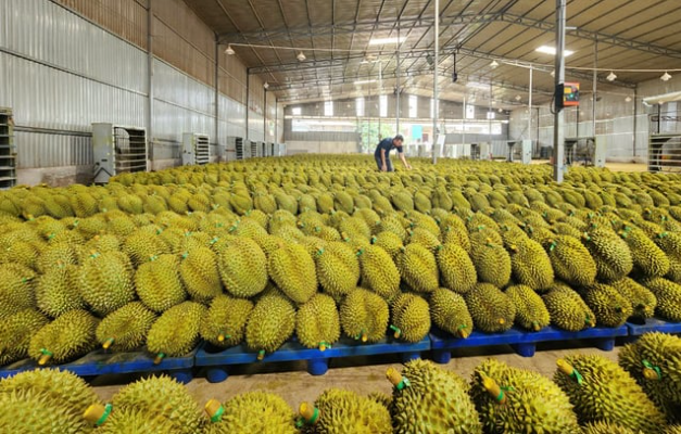 Huyện Krông Pắc tổ chức Lễ hội sầu riêng lần thứ II