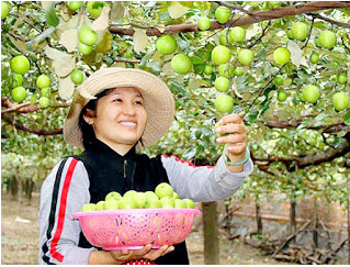 Làm cho táo tăng năng suất gấp đôi Làm cho táo tăng năng suất gấp đôi