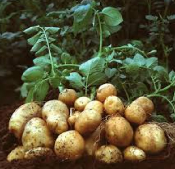 Quy trình kỹ thuật trồng khoai tây