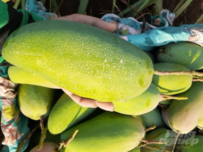 'Bí kíp' để xoài cho quả tới 2,6kg