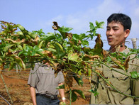 Một số bệnh hại cây chanh leo