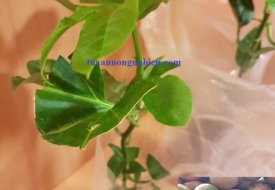 GIỐNG CHANH DÂY ĐỎ NK ĐÀI LOAN (Chanh bông)