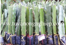Cây thanh long ruột đỏ / Hồng
