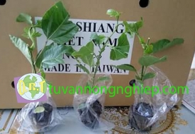 GIỐNG CHANH DÂY NK - TAISHIANG
