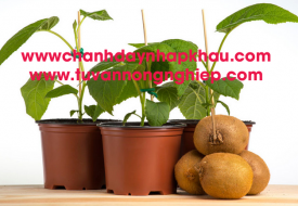 Giống cây Kiwi