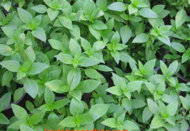 Hạt giống Rau Quế Xanh