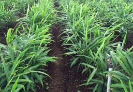 Cây Gừng Sẻ