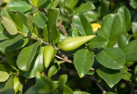Cây Dây Thìa Canh