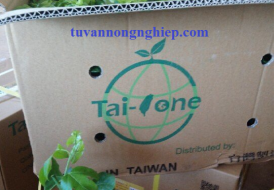 GIỐNG CHANH DÂY NK - TAIONE