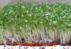 Xà lách xong Mỹ