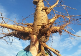Cây Sâm Bố Chính