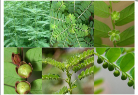 Cây Diệp Hạ Châu
