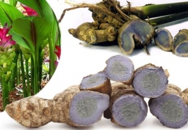 Cây Nghệ Đen