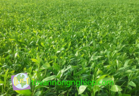 Cây keo lai tự nhiên