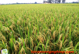 Lúa nếp cái hoa vàng INDO-US –REVTI