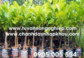 Mít nghệ Changai