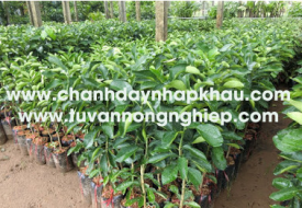 Bưởi Da Xanh