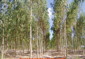 Cây bạch đàn trắng Caman
