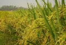 Giống lúa Japonica ở các tỉnh miền núi phía Bắc