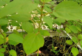 CÂY GIỐNG ATISO ĐỎ (Đạt tiêu chuẩn hữu cơ)