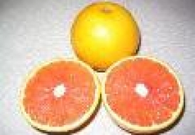 Thăm vườn cam ruột đỏ Lâm Đồng