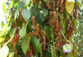 Tiêu Ấn Độ