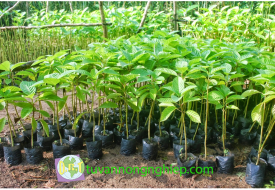 Cây Trầm Hương 