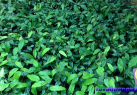 Tiêu lốp OAC