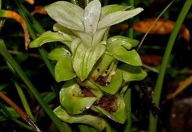Cây Nghệ Vàng