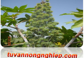 Cây thầu dầu INDO-US –SHIVA