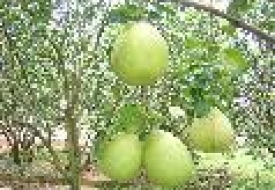 Các giống cây ăn quả đầu dòng 