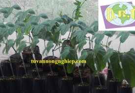 Gấc lai ghép - TN2
