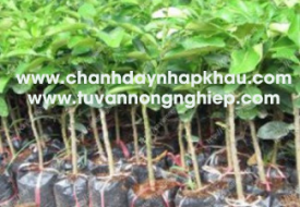 Bưởi Năm Roi