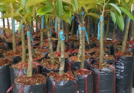 Cây Sầu Riêng