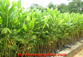  Keo tai tượng